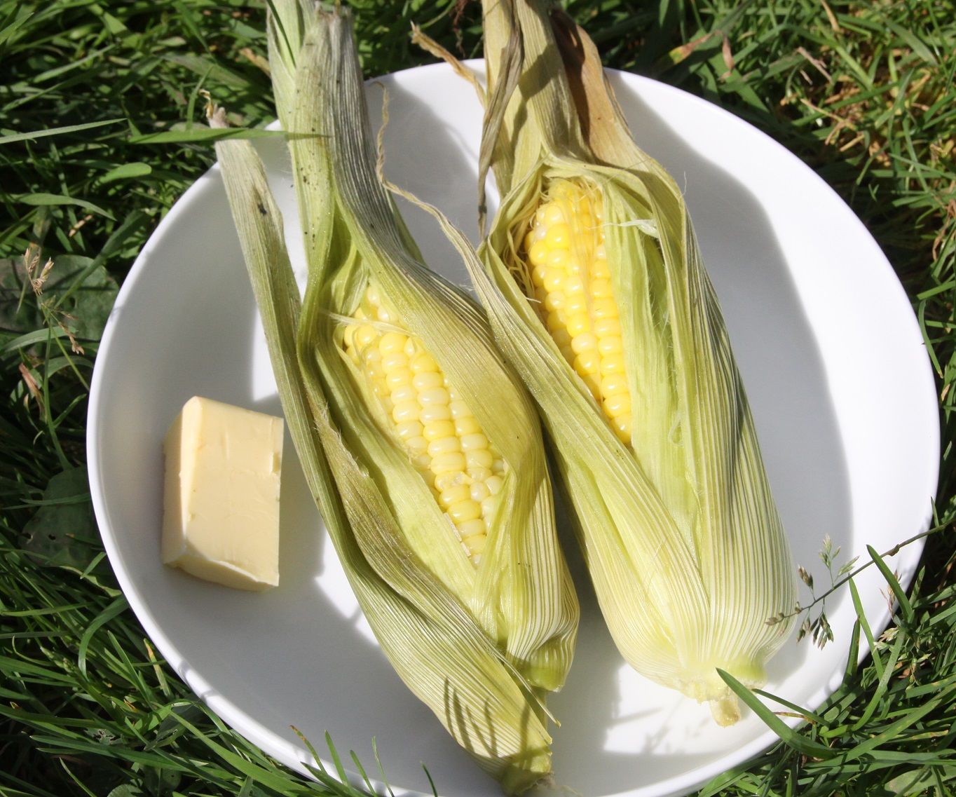 'In the Leaf' Solar Cooked Sweetcorn