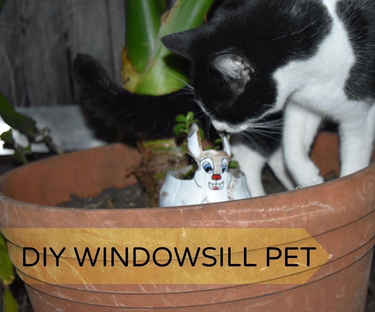 DIY WINDOWSILL PET