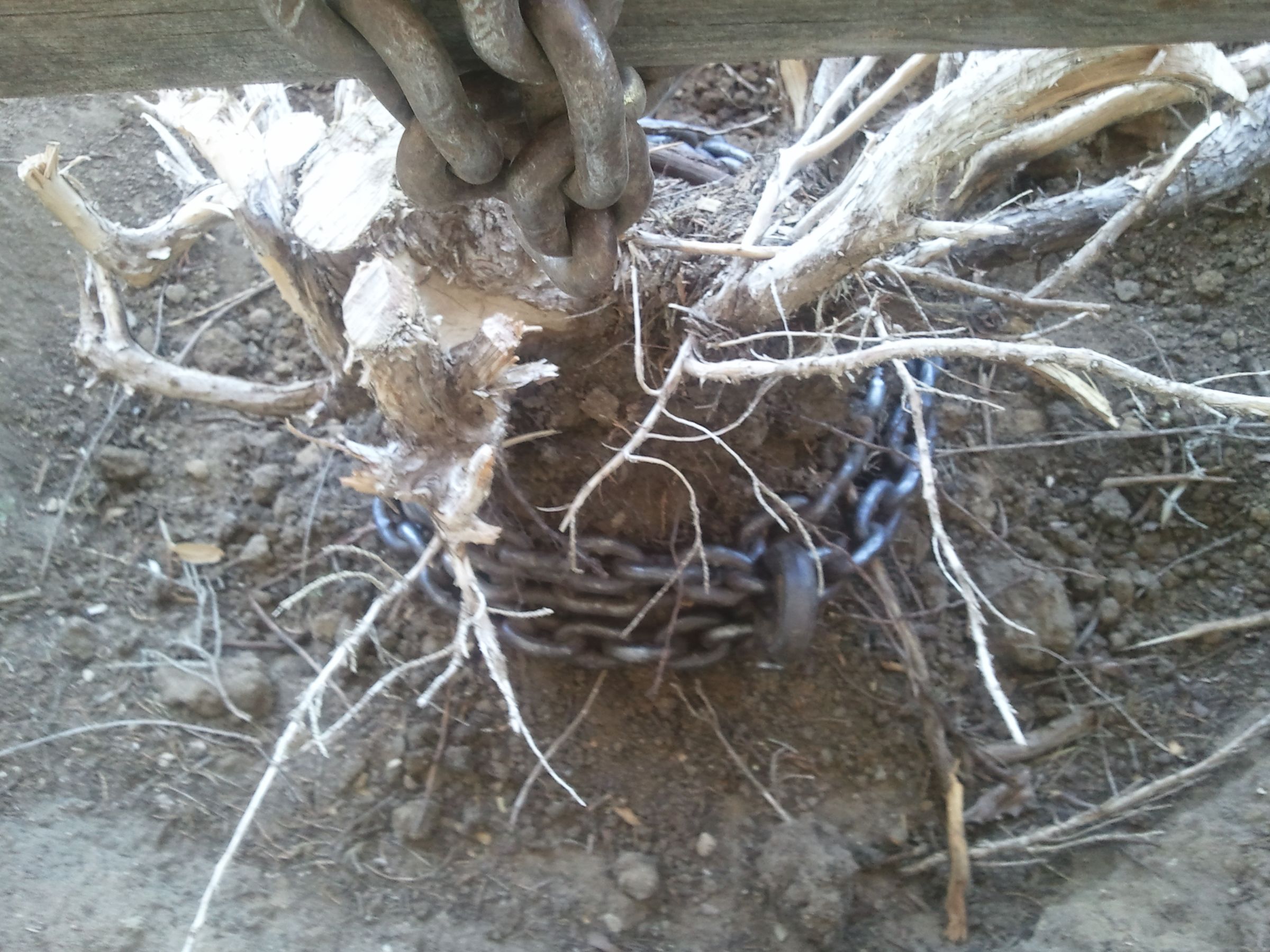 Juniper and Large Stump Removal Instructables