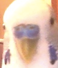 theegghead