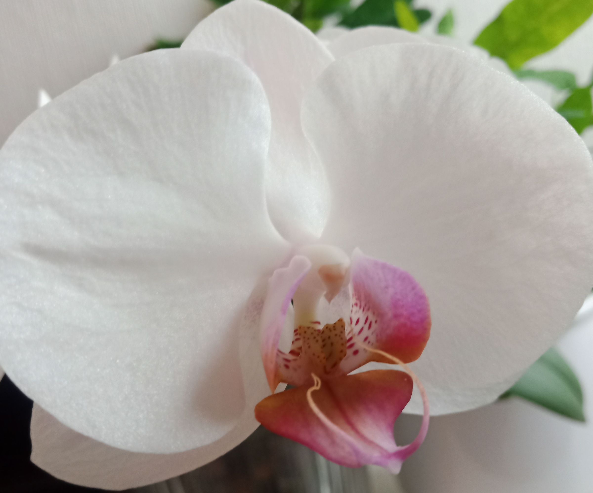 How to Propagate Any Phalaenopsis Orchid
