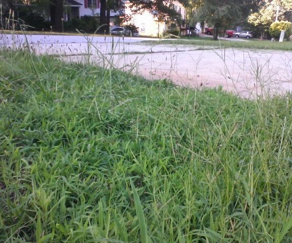 Grass Whip / Weed Cutter