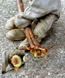 CUT AWAY THE SICK PLANTS