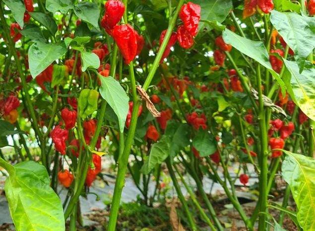 Pepper Plants Easy Growing Medium - All Natural