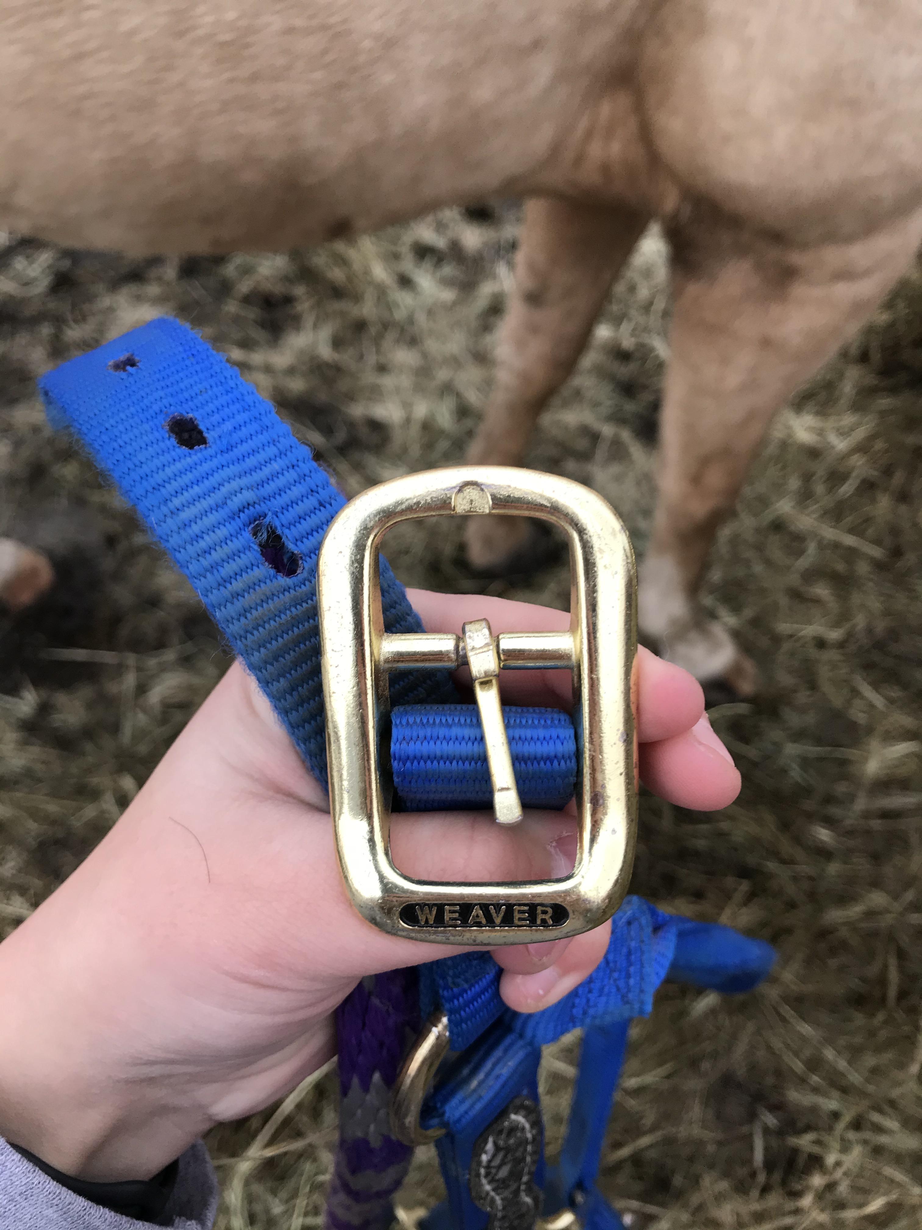 How to Properly Halter a Horse Introduction 5 Steps (with Pictures