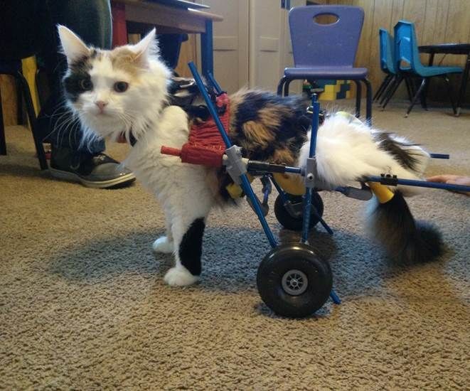 Cat Cart (Rear Leg Paralysis) 5 Steps Instructables