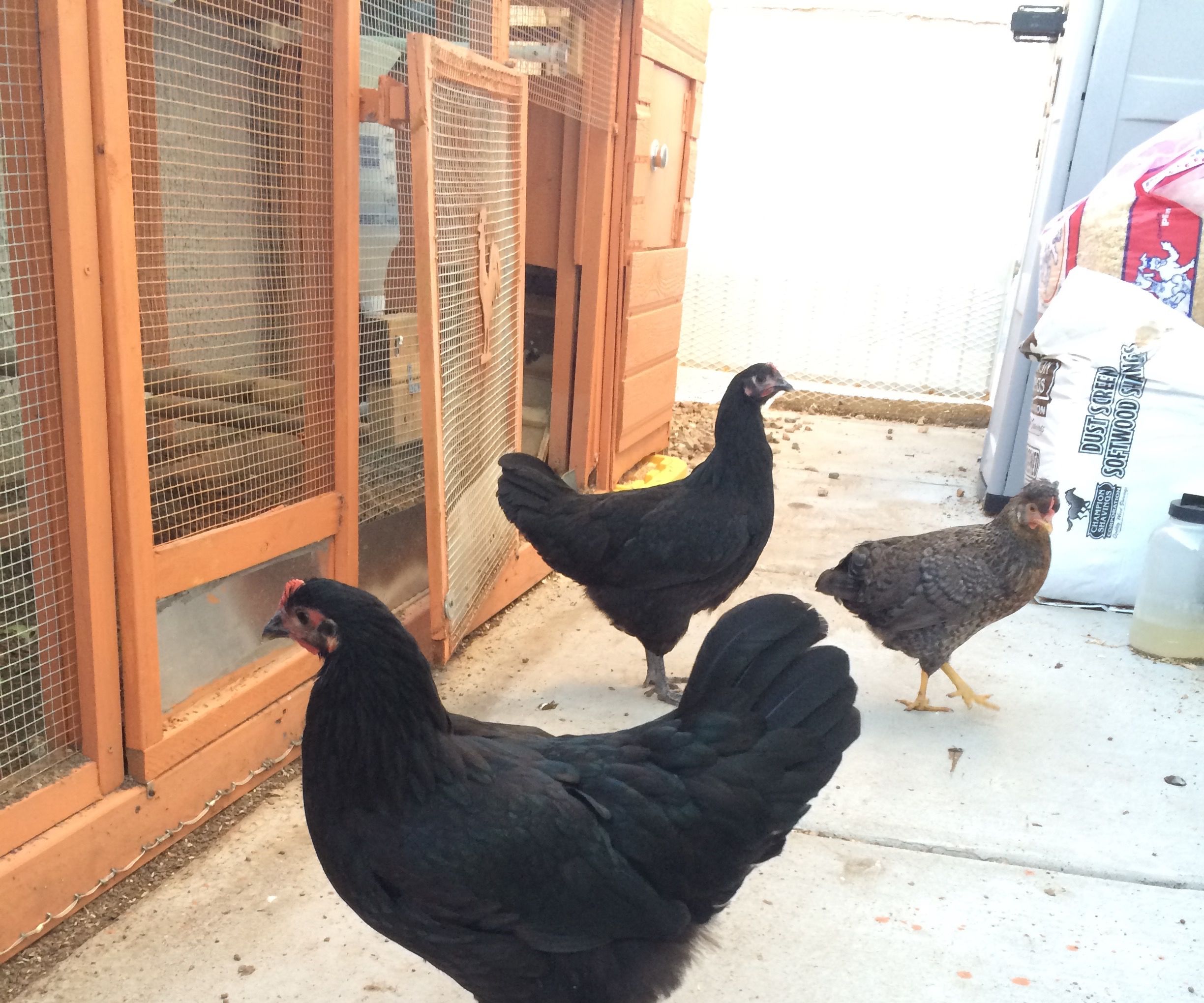 Cool Chicks, Hot Coop