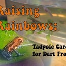 Raising Rainbows: Tadpole Care for Dart Frogs