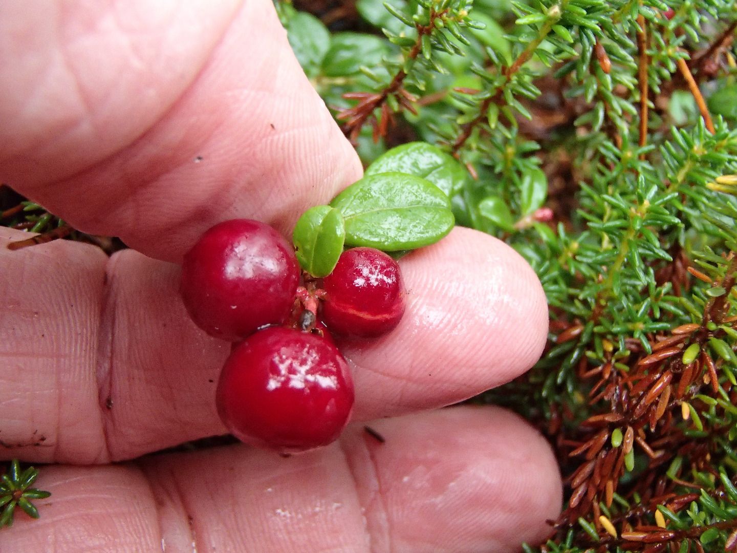 Eyebrowraising Wild Cranberry Pie 4 Steps (with Pictures