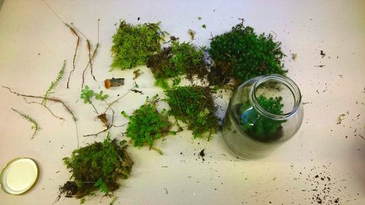 Make the Terrarium