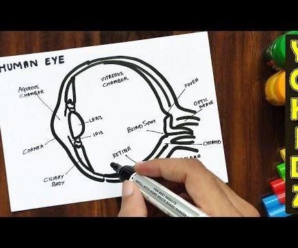 HOW TO DRAW HUMAN EYE WITH LABELLING