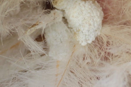 Lice - Knowing What You Are Dealing With