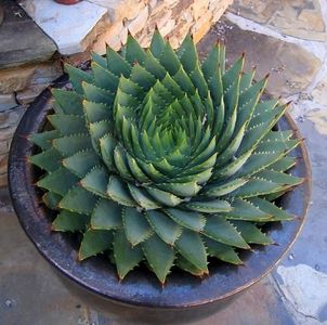 Do Plants Do Maths?