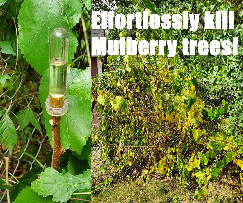 Effortlessly Kill Mulberry Trees Without a Saw! 3 Steps Instructables