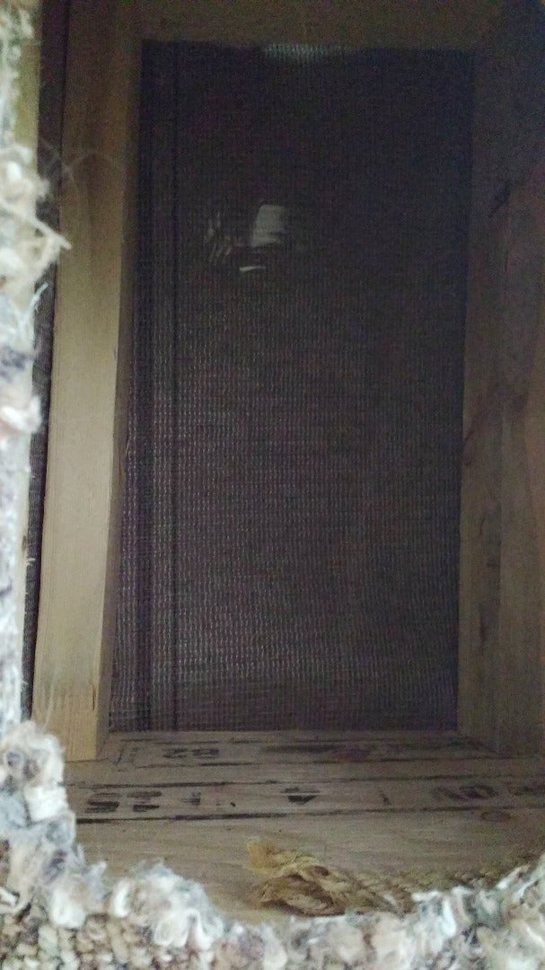 Design a Kitty Condo!