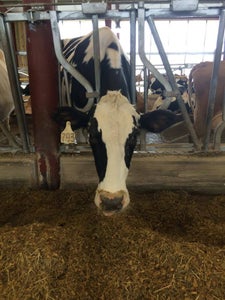 Milking Complete 