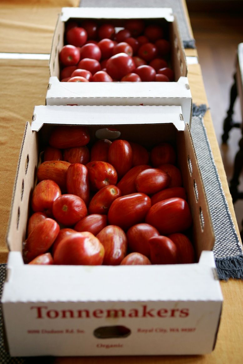 Freezing Summer Tomato Crop