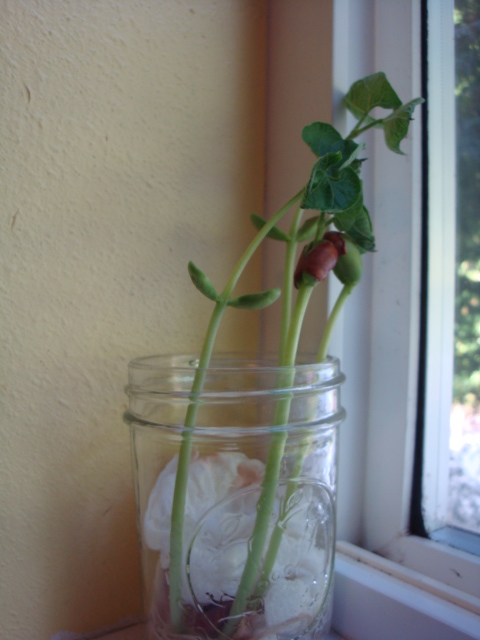 Grow Your Own Bean Plant