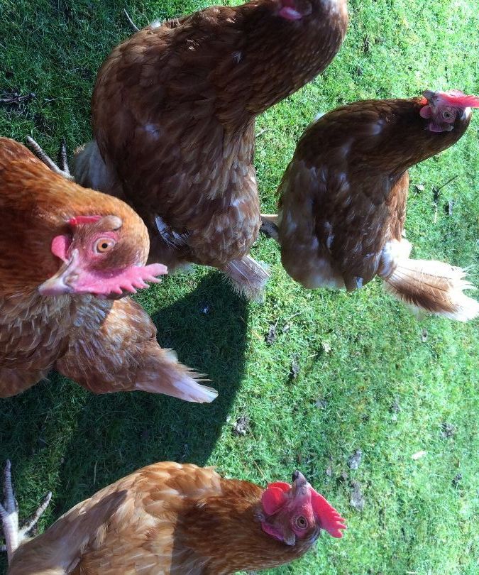 Ex-bat Chickens 