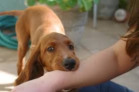 How to Stop Your Dog From Biting You