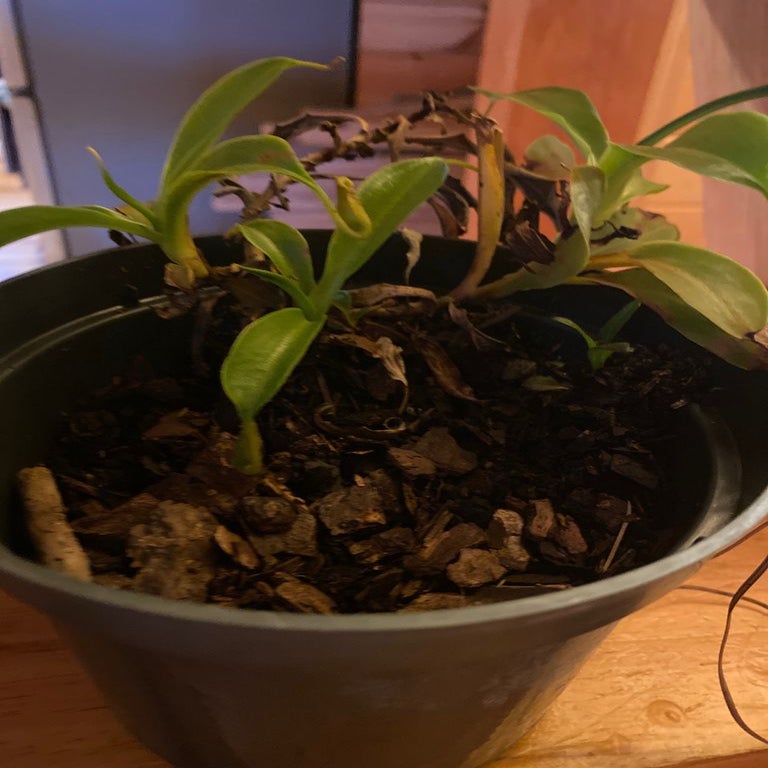 Nepenthes Pitcher Plant Potting Mix From Scratch : 6 Steps (with