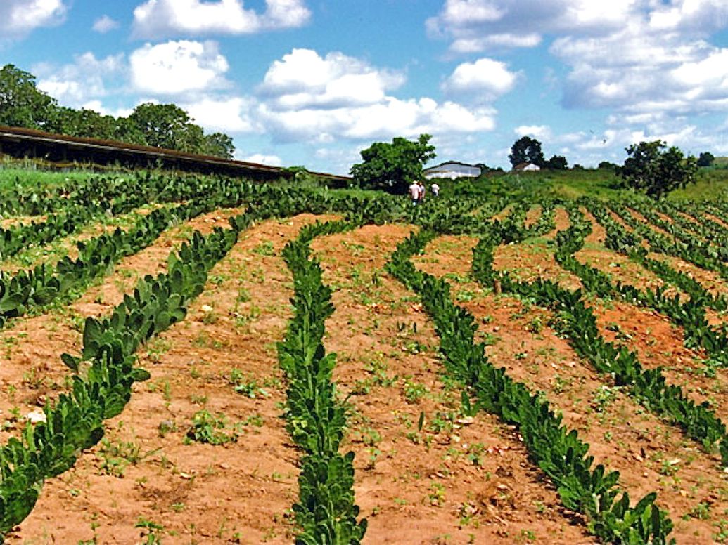Grow Spineless Opuntia for Food and Fodder