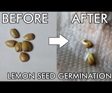 How to Grow Lemon Plant From Seed