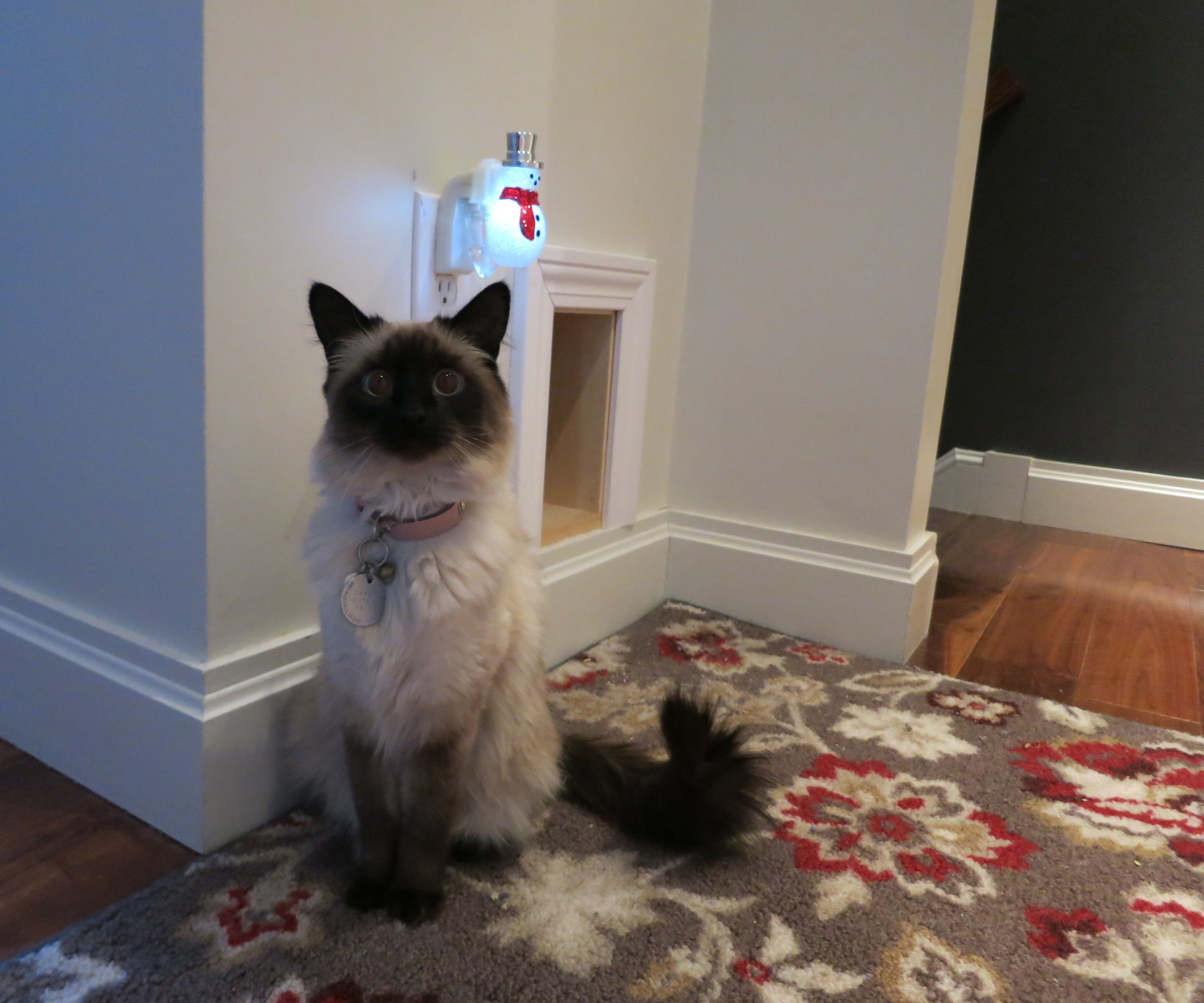 Litter Box Closet Conversion