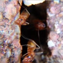 Flip HD Camera Mods and Tips