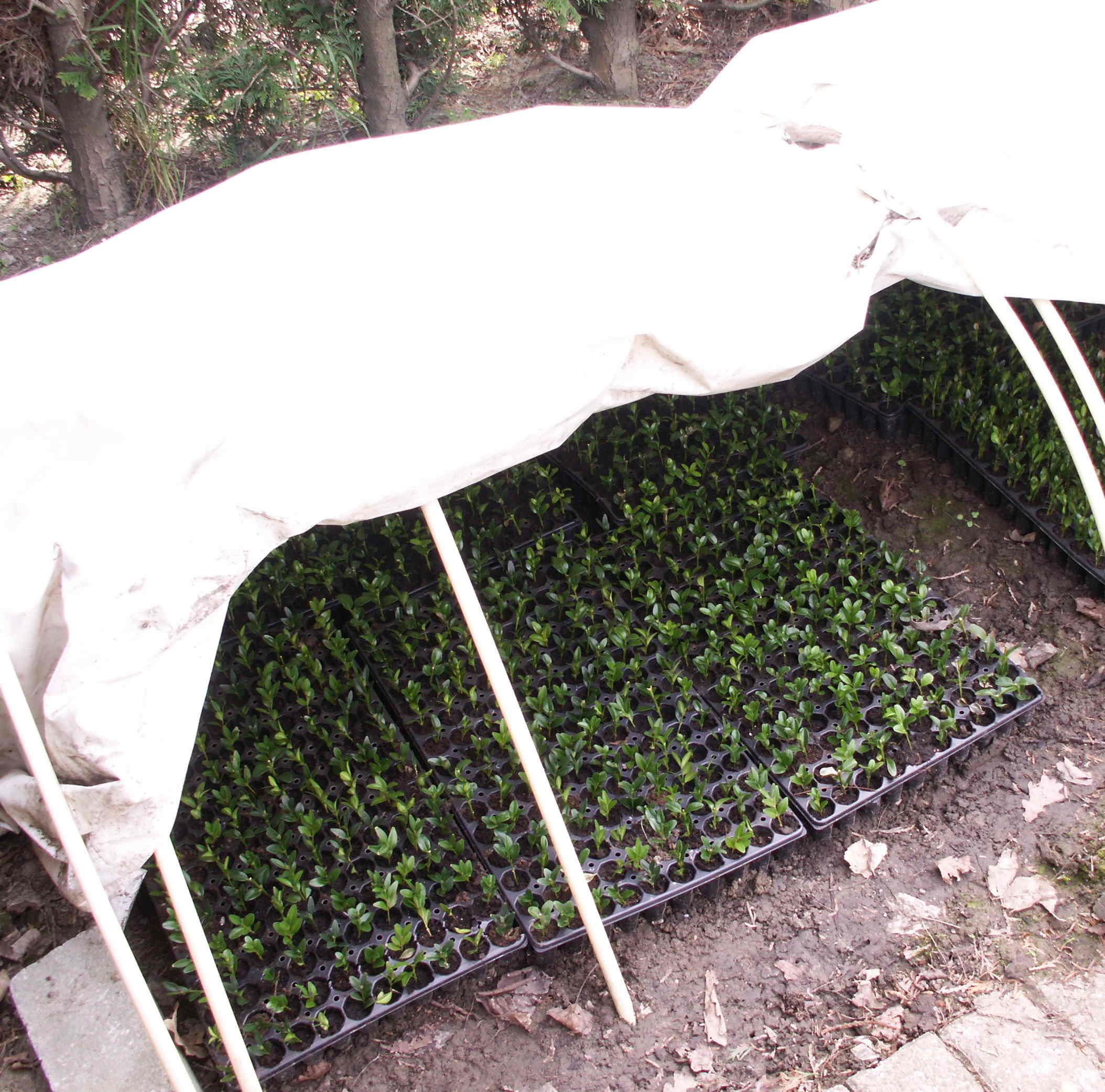Miniature, Cuttings-starting, White Plastic Greenhouse