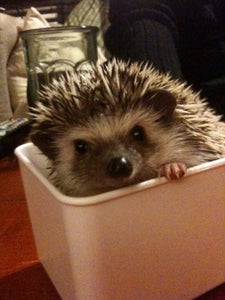 Additional C&C Cage Photos