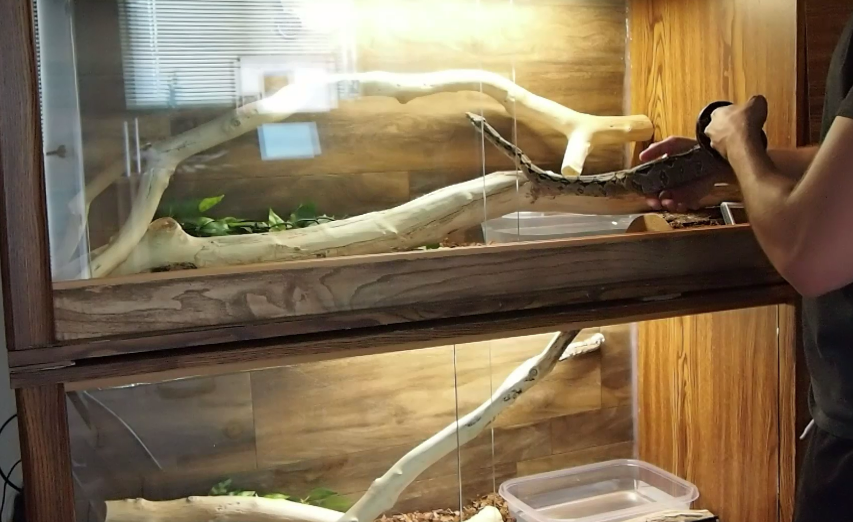 Buy sales snake enclosure