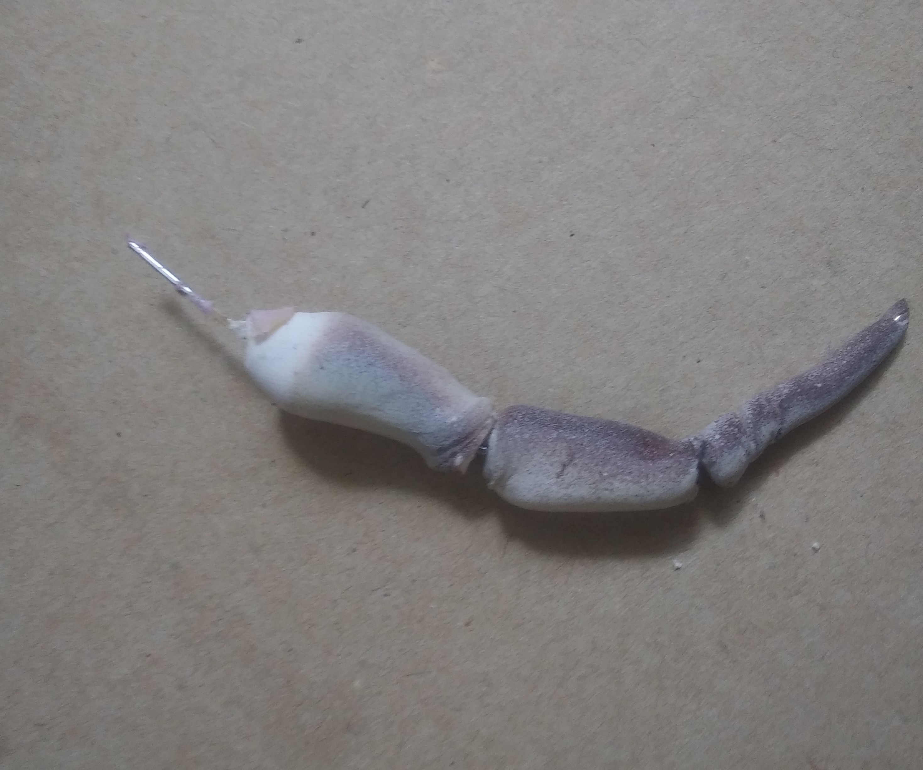 How to Make Sculpted Bug Legs Easily