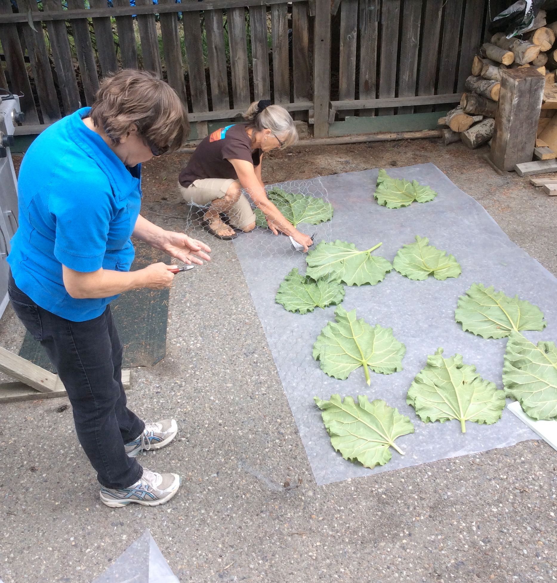 Rhubarb Leaf Stepping Stones 3 Steps (with Pictures) Instructables