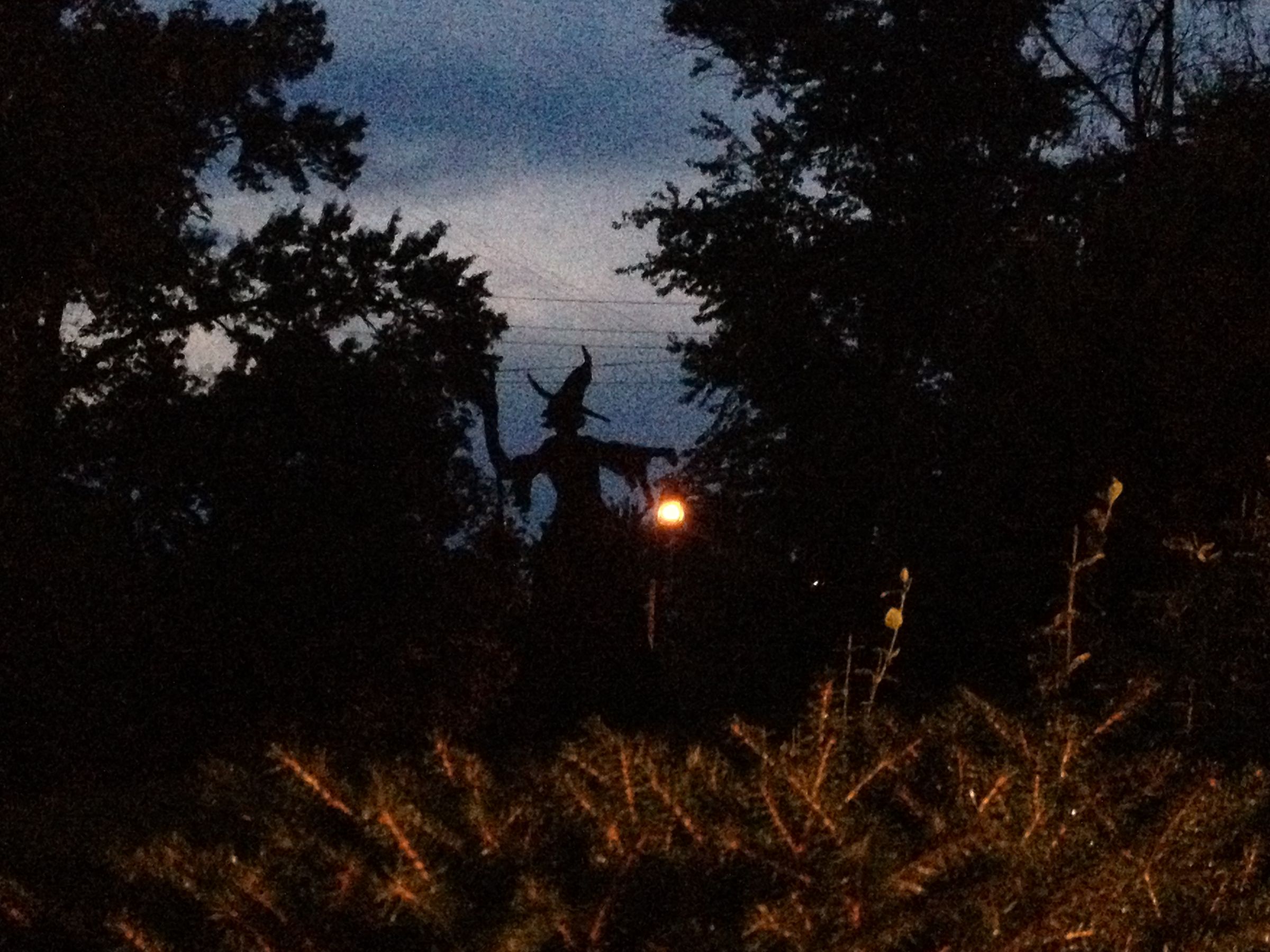 Martha Stewart's Witch and Cat Halloween Yard Decorations