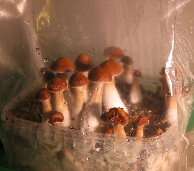 How to Grow Magic Mushroom With a Grow Kit Part 3: Harvest
