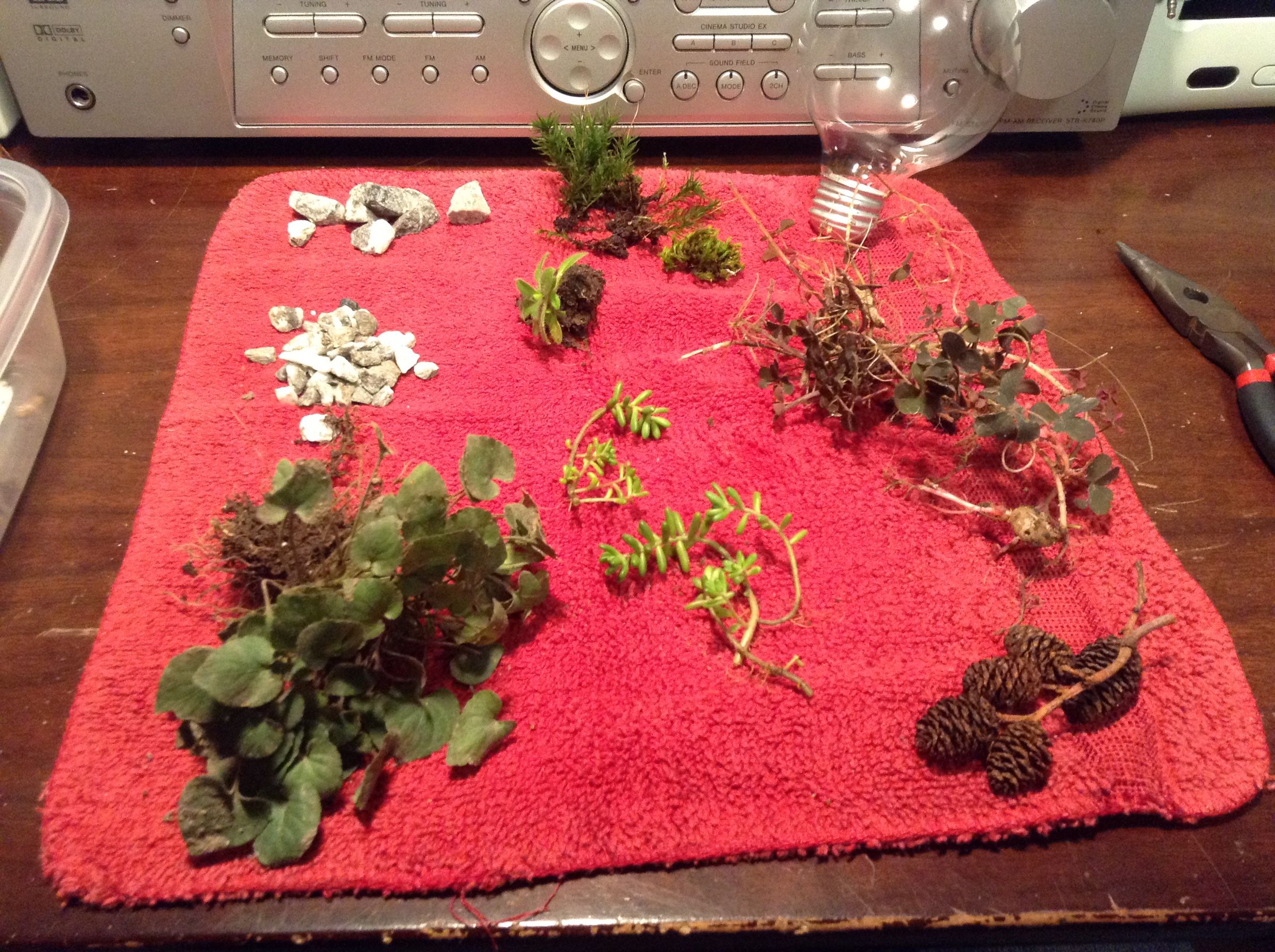 How to Make a Light Bulb Terrarium 6 Steps (with Pictures