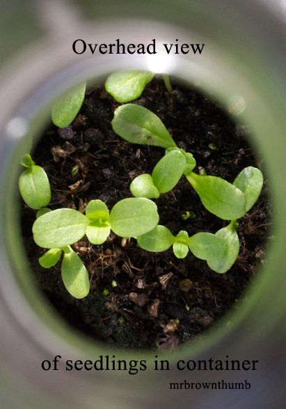 Ghetto Greenhouse:Seed Starter