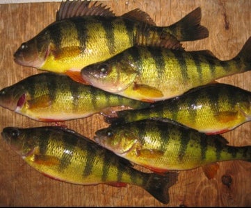 Yellow Perch Fishing
