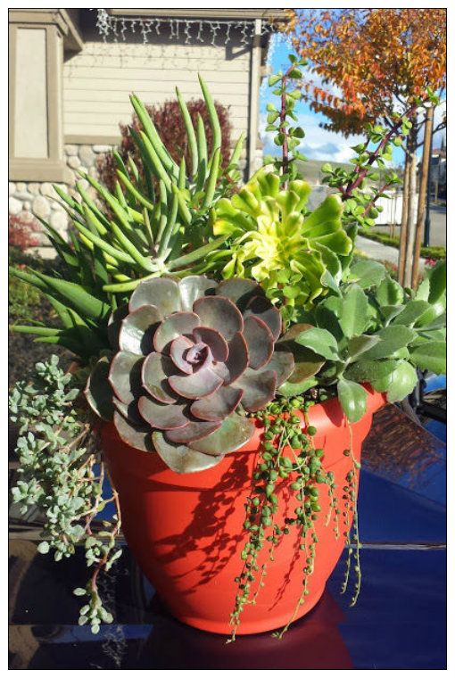 Waterwise Succulent Arrangement in a Container