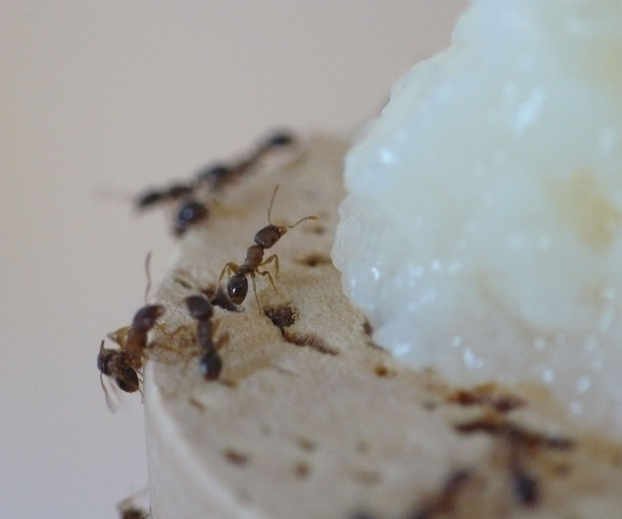 Artificial Diet for Ants