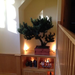 Artificial Pine Tree