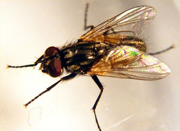 House Fly Invasion Prank