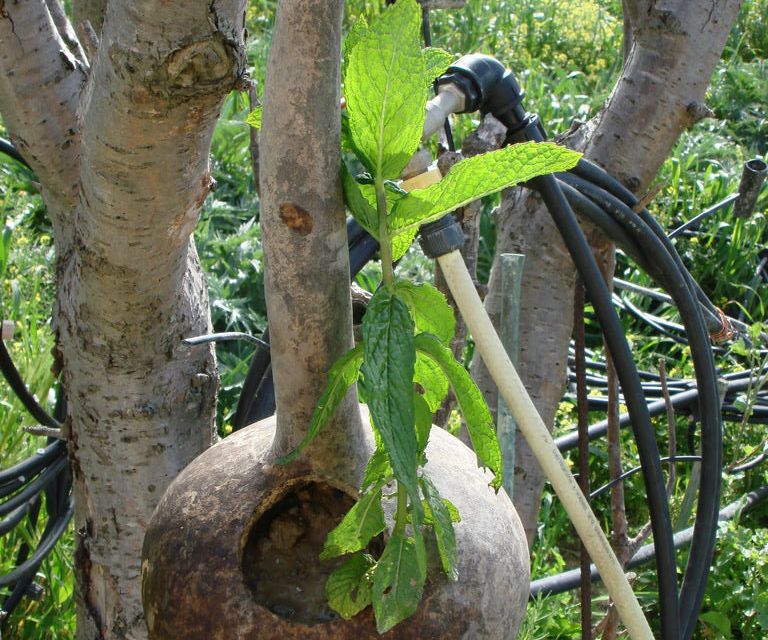 The Hanging Gardens of Babylon (with Gourd!)