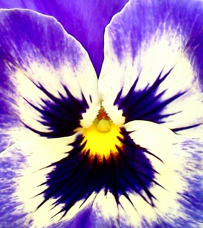 Mr. Pansy to You....
