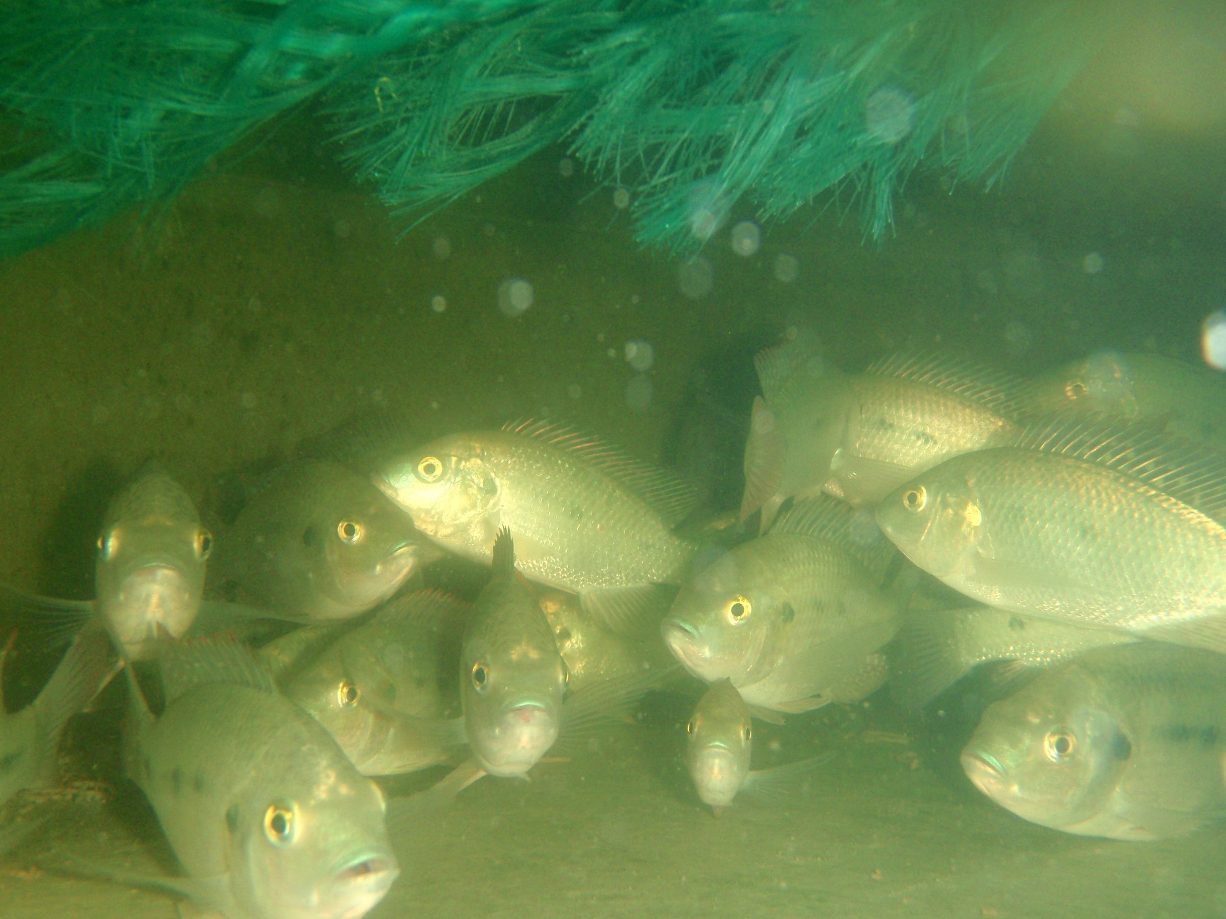 Eat Invasive Speices: Almond Tilapia