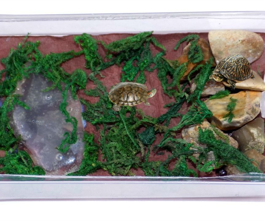 Diy Mini Turtle Terrarium