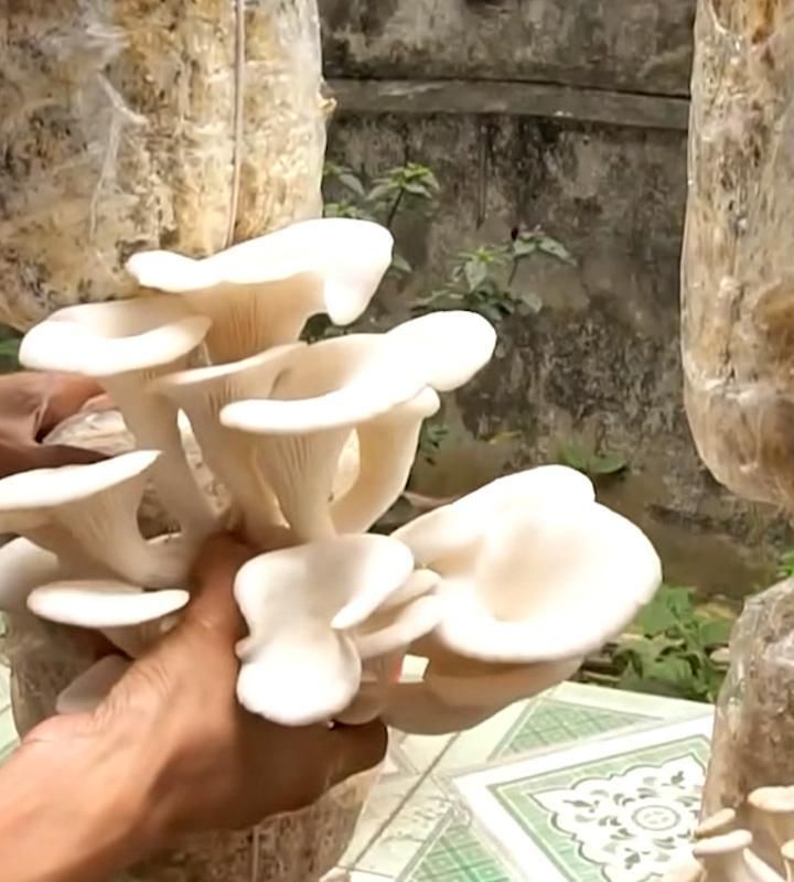 From Spawn to Harvest - Growing Oyster Mushrooms for a Sustainable Experience