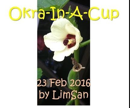 Okra-In-A-Cup