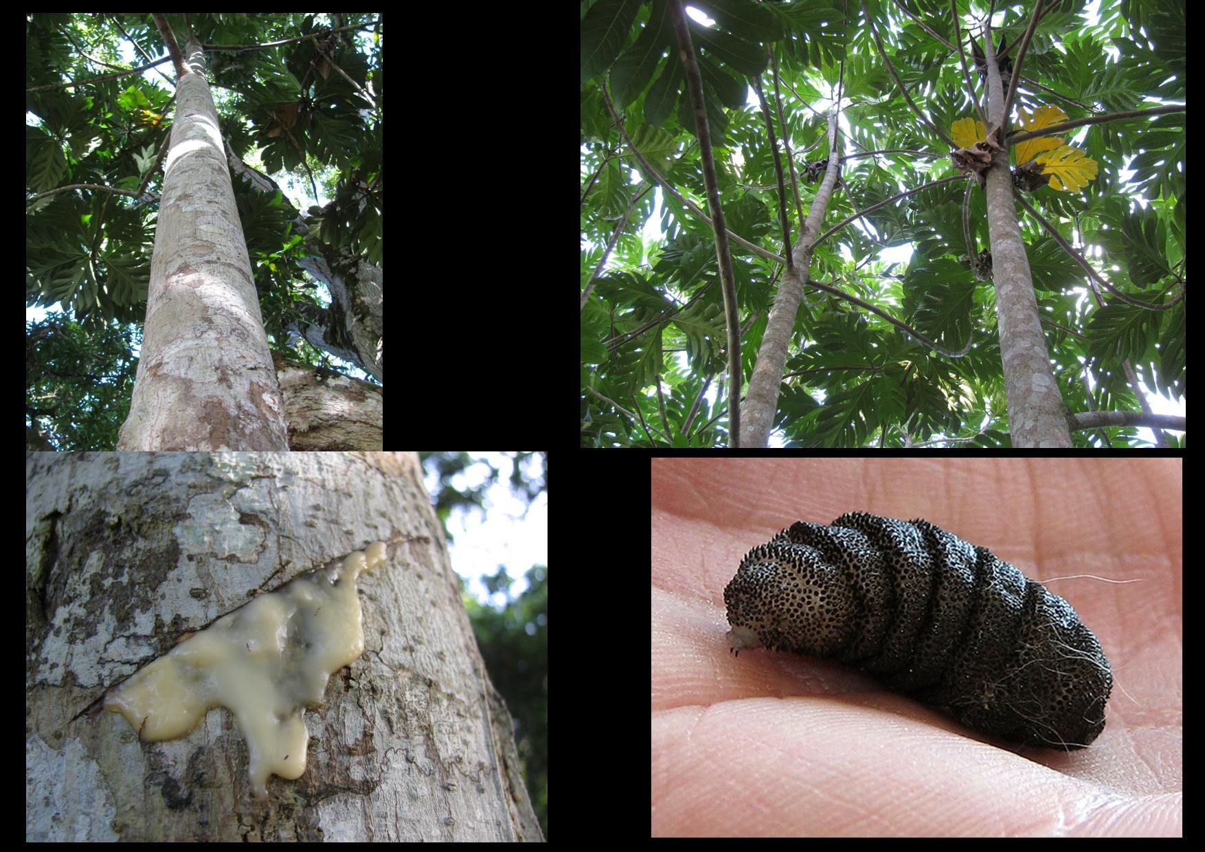 Breadfruit Sap and Bot Fly Larva